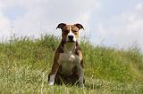 AMSTAFF ADULT 449